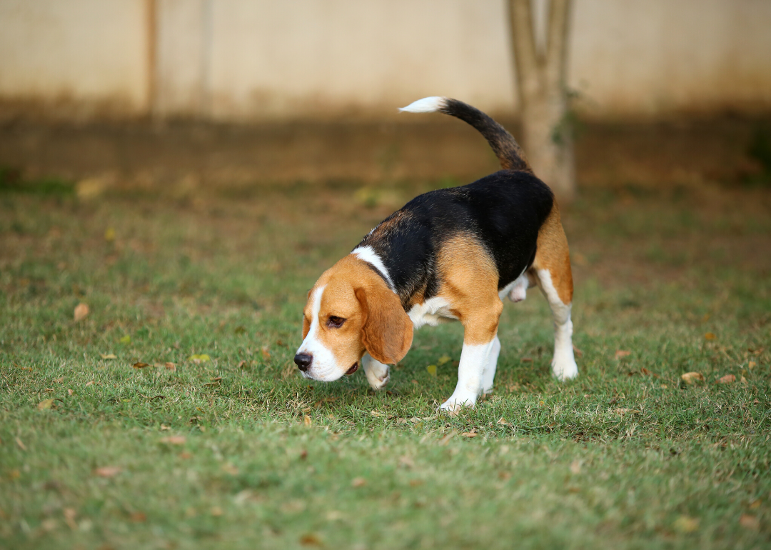 Dogs can detect slight differences in the same smell